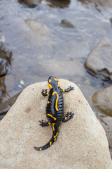 Beautiful fire salamander in the bright coloration in natural co