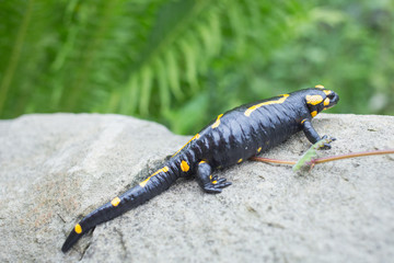 Beautiful fire salamander in the bright coloration in natural co