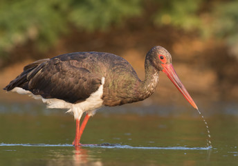 Black Stork