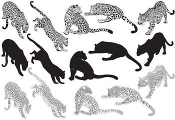 Set of leopard on a white background