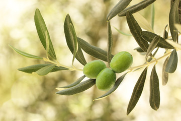 Fototapety  Świeże oliwki na drzewie oliwnym.