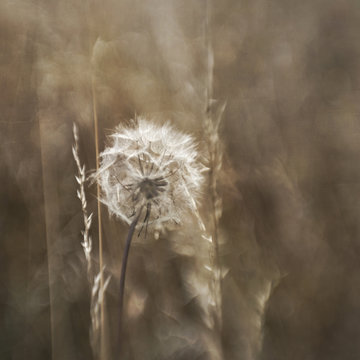 Close up of dandelion clock
