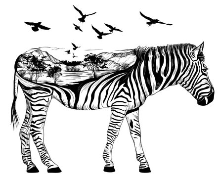 Hand drawn zebra for your design, wildlife concept