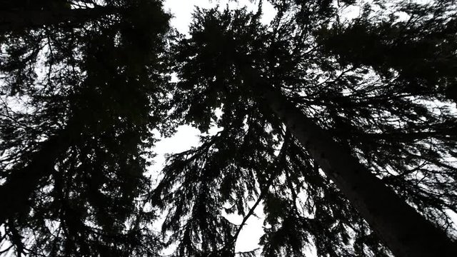 Bottom view to silhouettes of firtree tops, rotating footage