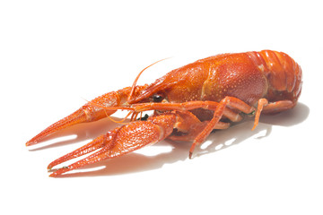 Fresh boiled red crayfish isolated on white background with shadows