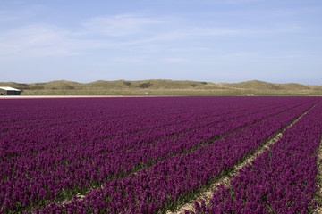 Fototapeta na wymiar Rows of dark purple hyacinth flowers in spring with a cloudless blue sky