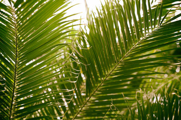 Fototapeta na wymiar Palm leaves in botanical garden