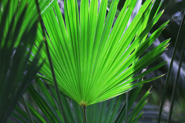 Palm leaf in botanical garden
