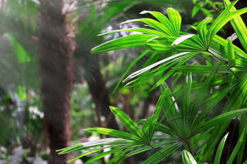 Palm in the botanical garden