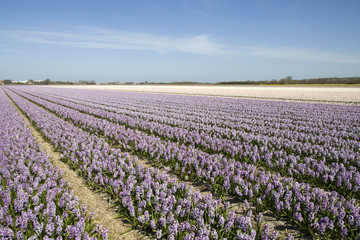 Obraz na płótnie Canvas Rows of light purple hyacinth flowers in spring with a cloudless blue sky