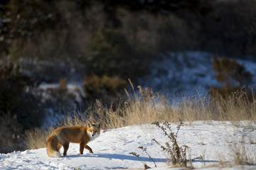 A Red Fox stands in snow on the top of a beach sand dune with tall brown grasses around it.
