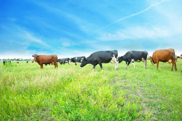 Cows on the meadow