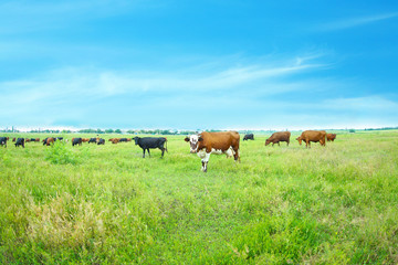 Naklejka na ściany i meble Cows on the meadow