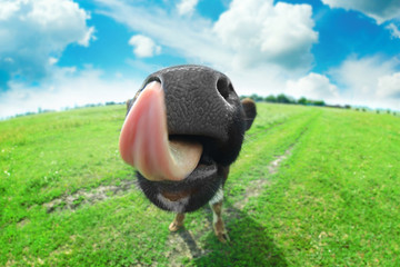 Single cow on the meadow