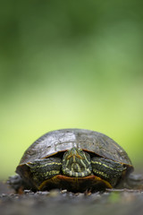 Obraz premium A medium sized turtle sits on a road with a bright green background.