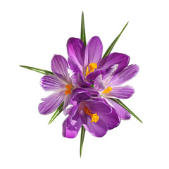 Bouquet de crocus violets
