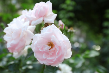 Obraz premium Beautiful pink tea roses with dew in garden