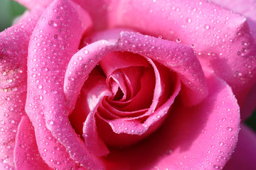 Beautiful pink rose with dew, closeup