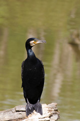 l'œil bleu du cormoran