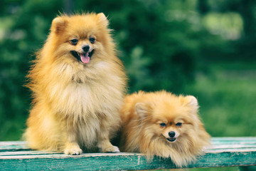 Cute fluffy dogs on green grass