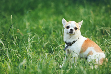 Cute dog on green grass in the park