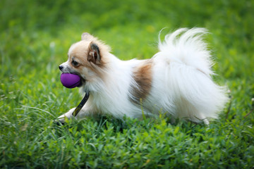 Naklejka na ściany i meble Cute dog on green grass in the park