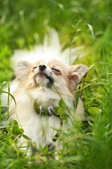 Fototapeta na wymiar Cute dog on green grass in the park