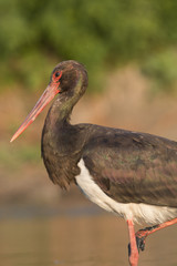 Black Stork