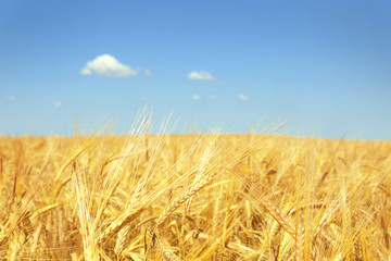 Fototapeta na wymiar Golden wheat field on blue sky background