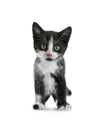 Obraz premium Cute small cat, isolated on white