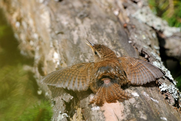 Sun bath of Wren at tree trunk