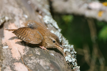 Crying Wren at tree trunk