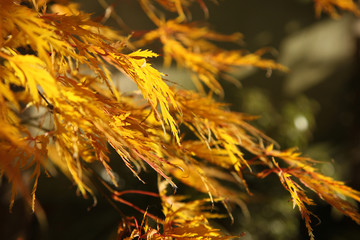 Acer palmatum dissectum en automne