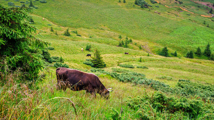 Cow grazing on the green hill of Carpathian mountains, Ukraine.