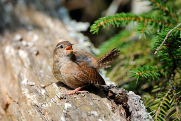 Crying Wren at tree trunk