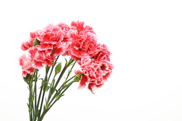 カーネーション