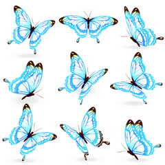 kleur vlinders, geïsoleerd op een witte