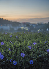 Naklejka premium Close up of grass with violet flowers against beautiful sunrise and blurred silhouette of city landscape - view from the rooftop