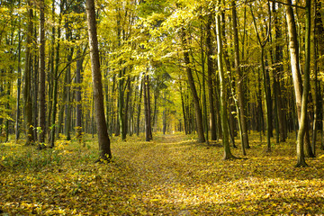 Obraz premium autumnal forest with sunbeams