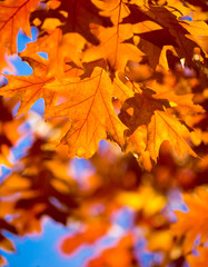 Autumn maple leaves on background