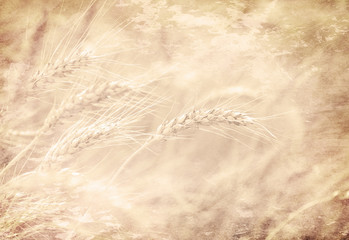 Fields of wheat