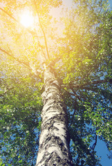 Fototapeta premium birch tree foliage in morning light with sunlight