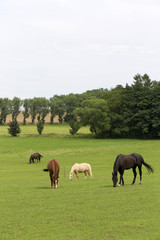 Naklejka na ściany i meble Grazing Horses in the summer Landscape