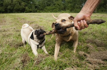 Vrolijke blije honden spelen met stok samen met baas