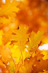 Leaves on the branches in the autumn forest.