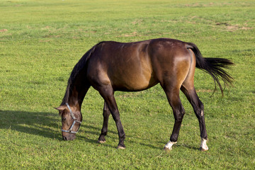 Grazing Horse in the summer Landscape