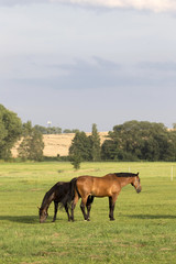 Grazing Horses in the summer Landscape