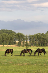 Obraz premium Grazing Horses in the summer Landscape