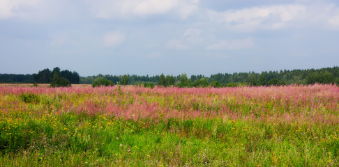 Fototapeta na wymiar Panorama of pink meadow