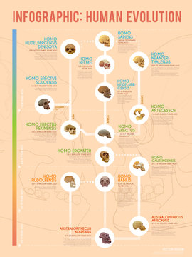 Human evolution infographic.